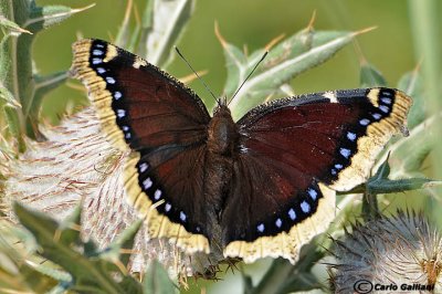 Nymphalis antiopa