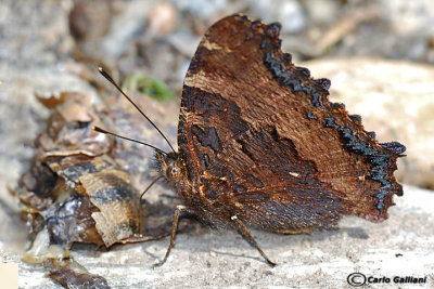 Nymphalis polychloros