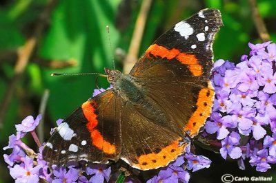   Vanessa atalanta