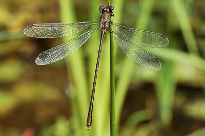 Chalcolestes viridis male