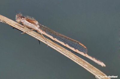   Sympecma fusca female