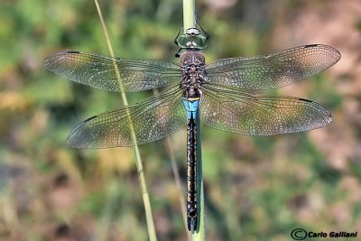   Anax parthenope male