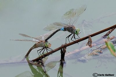 Anax parthenope mating