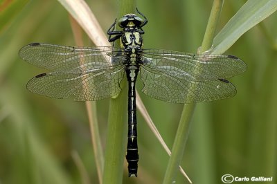 Gomphus vulgatissimus male