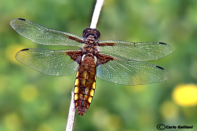 Libellula depressa female