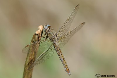 Orthetrum brunneum female