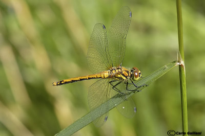   Sympetrum danae female