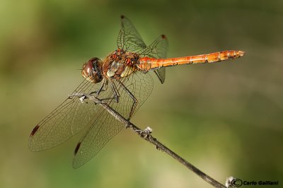 Sympetrum striolatum male