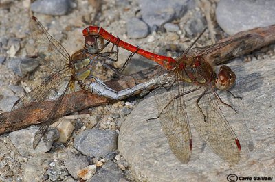 Sympetrum striolatum mating