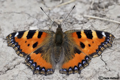 Aglais urticae