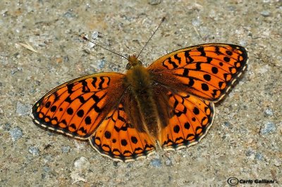   Argynnis adippe