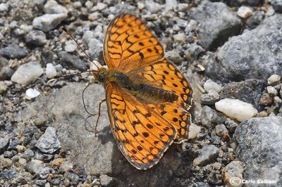 Argynnis niobe