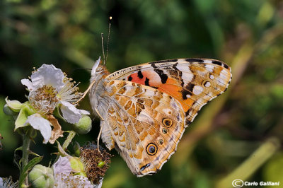 Vanessa cardui