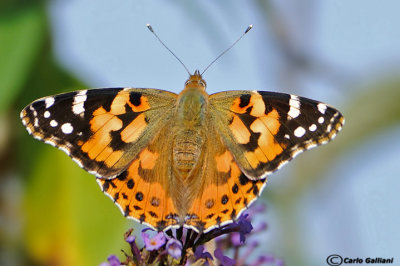 Vanessa cardui
