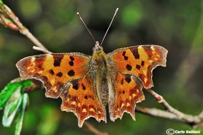  Polygonia c-album