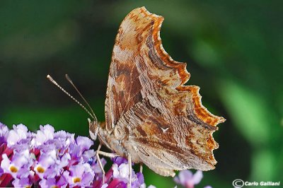 Polygonia egea