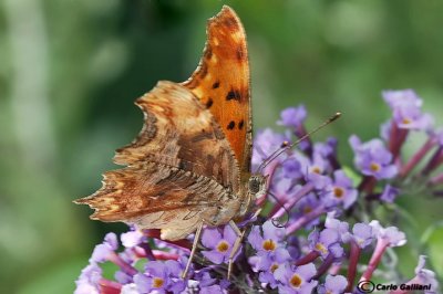 Polygonia egea