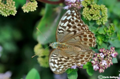Argynnis paphia forma valesina