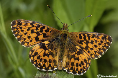 Boloria titania