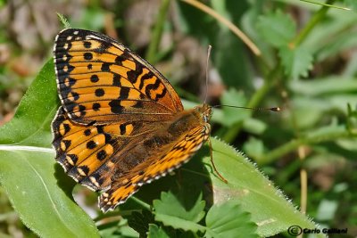 Argynnis aglaja