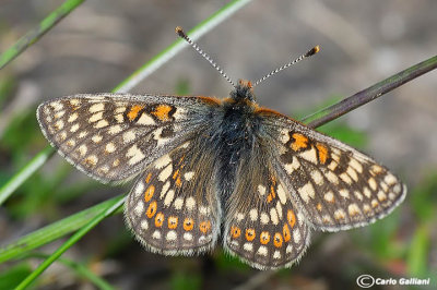 Euphydryas glaciegenita