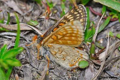 Euphydryas glaciegenita