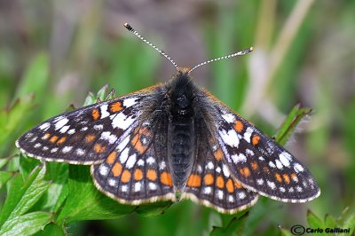 Euphydryas cynthia