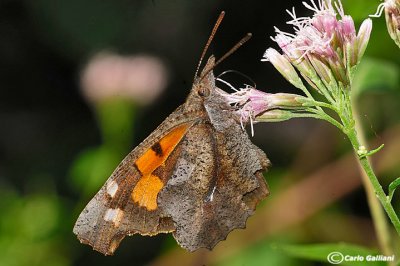   Libythea celtis