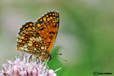 Melitaea athalia