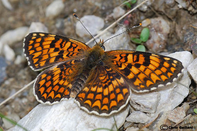   Melitaea phoebe