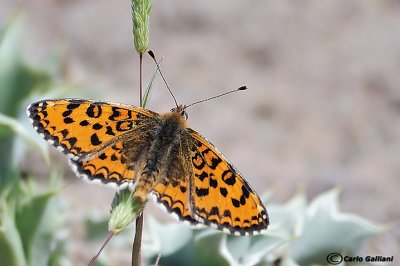 Melitaea trivia