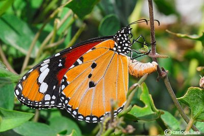   Danaus chrysippus
