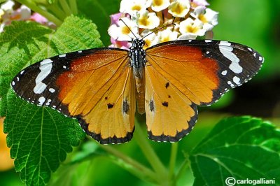   Danaus chrysippus