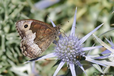 Hipparchia alcyone