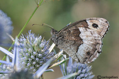 Hipparchia alcyone