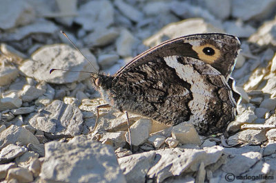 Hipparchia fagi