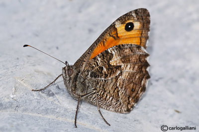   Hipparchia semele