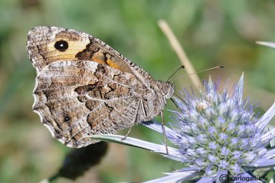  Hipparchia semele