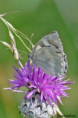 Melanargia galathea leucomelas