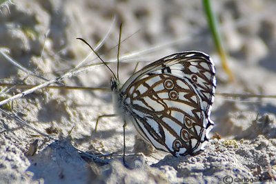 Melanargia occitanica