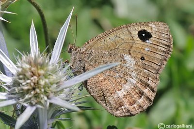 Satyrus actaea