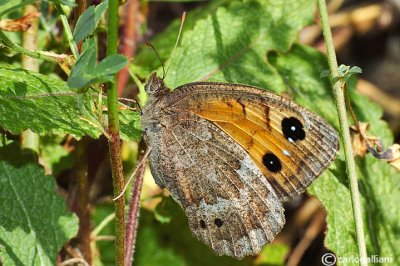 Satyrus ferula