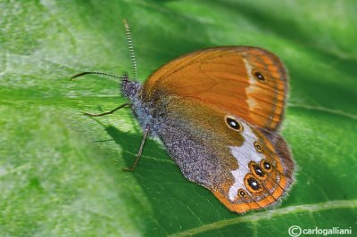 Coenonympha arcania
