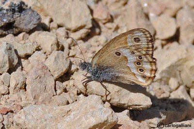 Coenonympha dorus