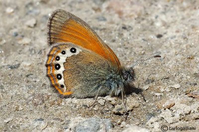   Coenonympha gardetta