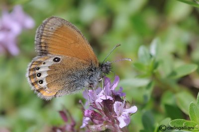   Coenonympha gardetta
