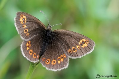 Erebia alberganus