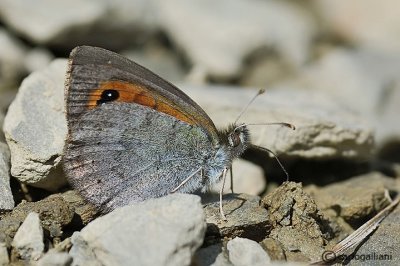 Erebia cassioides