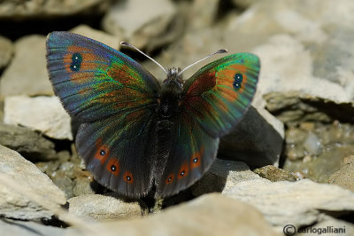 Erebia cassioides