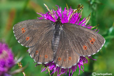 Erebia euryale